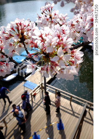 Cherry blossoms at Chidorigafuchi Cherry blossoms at Chidorigafuchi 39467250