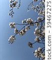 Cherry Blossoms	 39467275