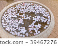 Cherry Blossoms	 39467276