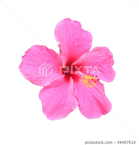 Pink hibiscus isolated on white background 39467610