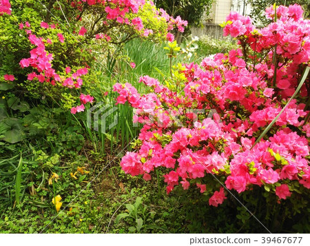 映山紅 映山紅 39467677
