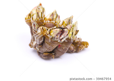 Turtle's hand 39467954