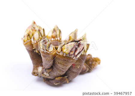 Turtle's hand 39467957