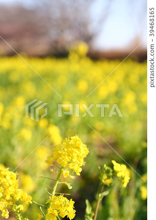 Early spring rape close up in rape field Early spring rape close up in rape field 39468165