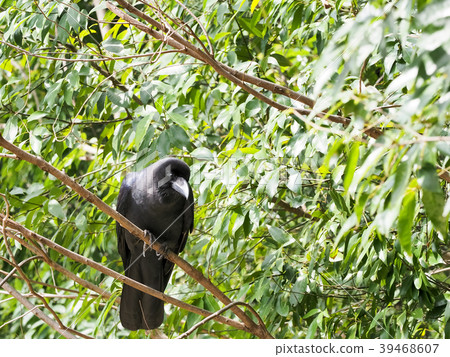 Crow Crow 39468607