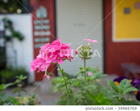 Small garden outside the coffee shop Small garden outside the coffee shop 39468769