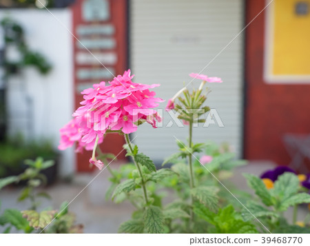 Small garden outside the coffee shop 39468770
