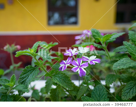 Small garden outside the coffee shop 39468777