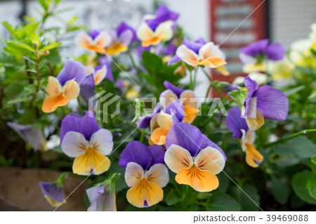 Small garden outside the coffee shop 39469088