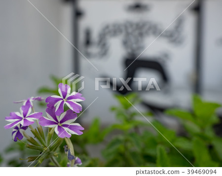 Small garden outside the coffee shop Small garden outside the coffee shop 39469094