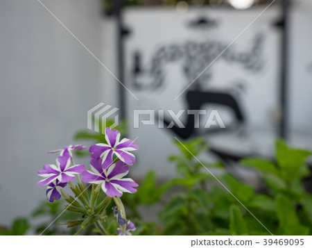 Small garden outside the coffee shop Small garden outside the coffee shop 39469095