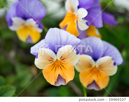 Small garden outside the coffee shop 39469107