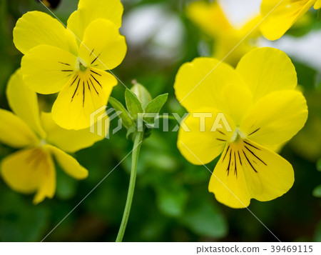 Small garden outside the coffee shop 39469115