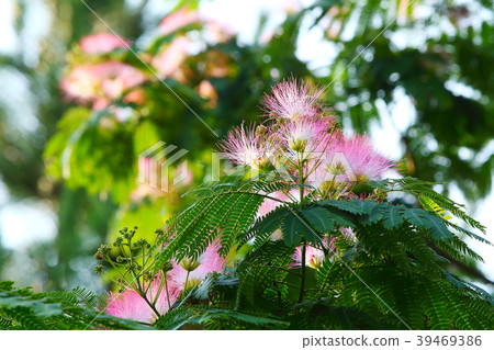 Nem flower Nem flower 39469386