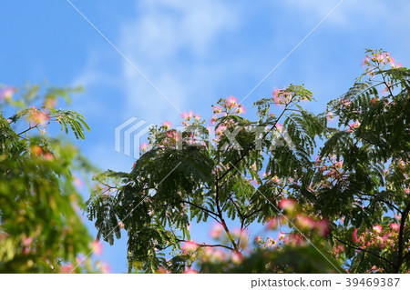 Nem flower Nem flower 39469387