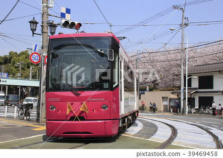 Cherry blossoms in Asukayama Park and Toden 8800 (Rose Red) Cherry blossoms in Asukayama Park and Toden 8800 (Rose Red) 39469458