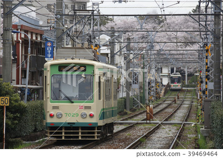 Sakura和Toden 7000在Asukayama公園 39469464