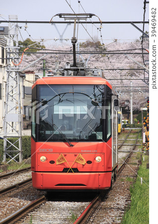 Cherry blossoms in Asukayama Park and Toden 8800 (orange) Cherry blossoms in Asukayama Park and Toden 8800 (orange) 39469482