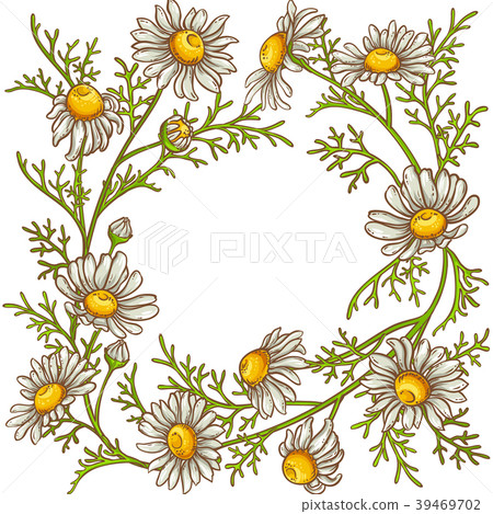 chamomile flower vector frame 39469702