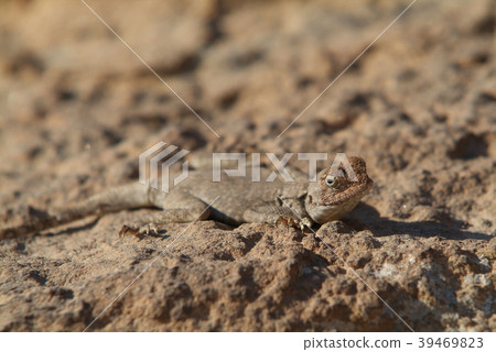 Lizard-Wadi Dana-National park Lizard-Wadi Dana-National park 39469823