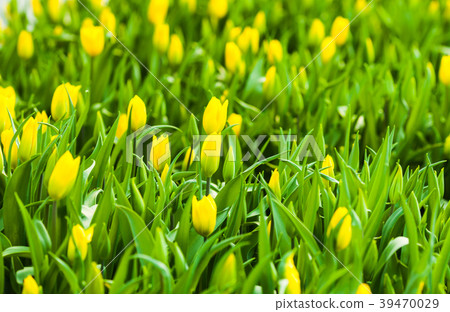 Spring background yellow tulips 39470029