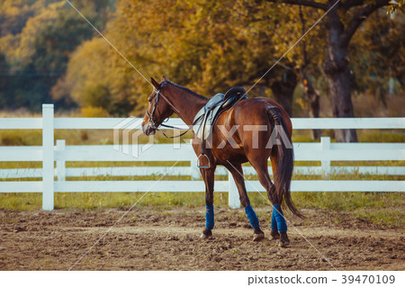 Horse on the farm 39470109