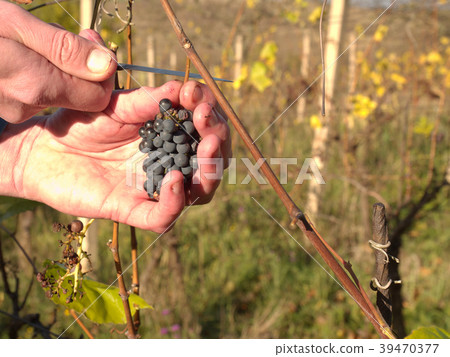 Farmer check quality of frozen grape in vineyard  39470377