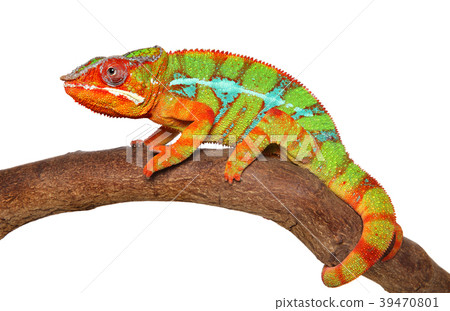 Chameleon crawling Chameleon crawling 39470801