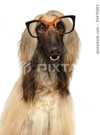 Dog with glasses Dog with glasses 39470803