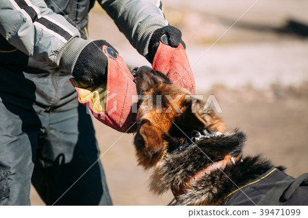 German Shepherd Dog Training. Biting Alsatian Wolf 39471099