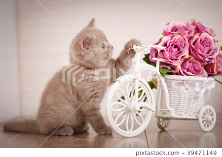 Cat is playing with a decorative pot in the form Cat is playing with a decorative pot in the form 39471149