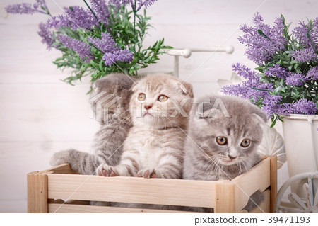 Scottish kittens in a wooden box. Lavender flowers 39471193