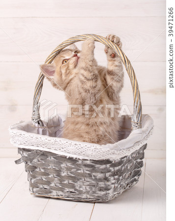 Scottish Fold kitten in a basket of roses. Scottish Fold kitten in a basket of roses. 39471266