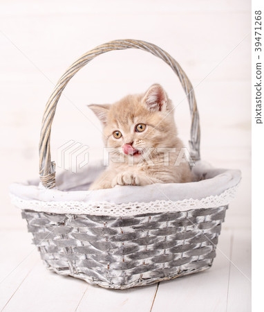 Cats with yellow eyes sitting in a basket. 39471268