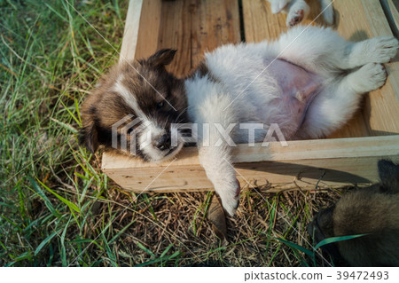 Bangkaew Puppies in wooden box Bangkaew Puppies in wooden box 39472493