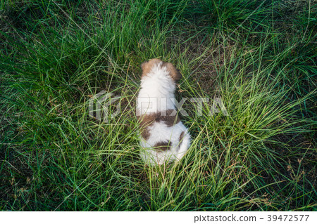 Bangkaew Puppies sleep on the grass Bangkaew Puppies sleep on the grass 39472577