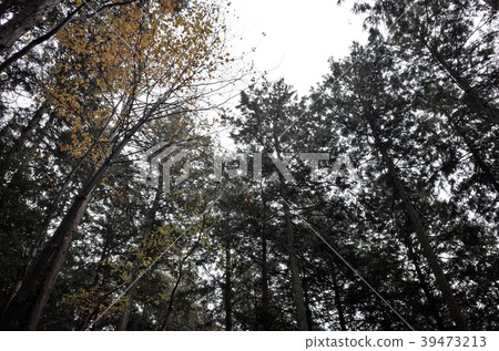森林樹木，低角度 39473213