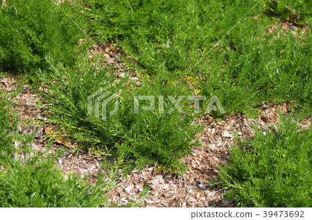 羅馬洋甘菊幼苗 39473692