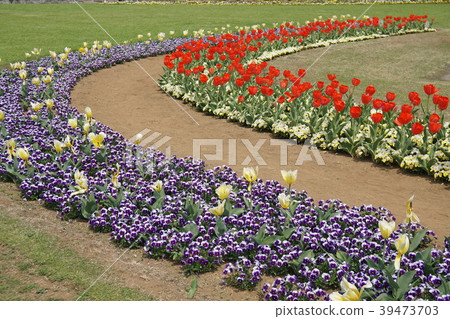 Tulip Tulip 39473703