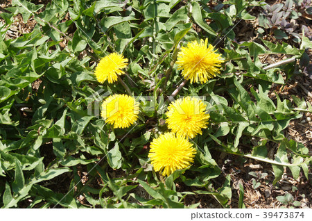 蒲公英 39473874