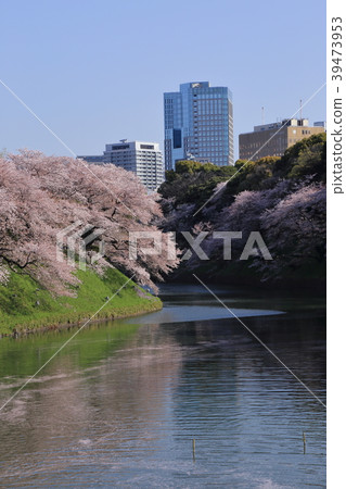 Cherry blossoms in Chidori-ga-fuchi Cherry blossoms in Chidori-ga-fuchi 39473953