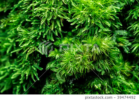 Macro shot detail of mosses cover on dead tree 39474492