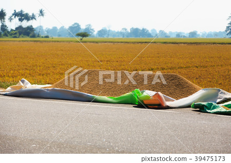 the rice is dried against the rice field 39475173