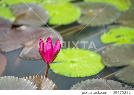 Red lotus flower floating on pond background. Red lotus flower floating on pond background. 39475222
