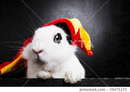 Rabbit with a joker cap on a black background Rabbit with a joker cap on a black background 39475235