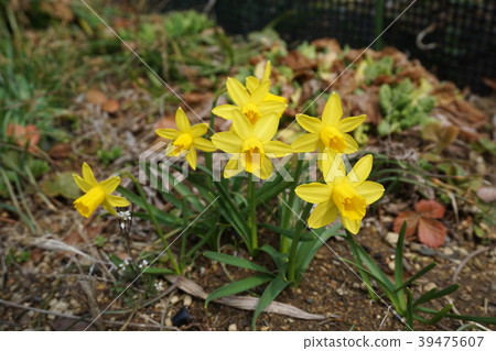 Mini Daffodils 39475607
