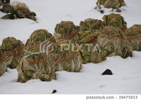 "Hakusai" which withers due to snow damage "Hakusai" which withers due to snow damage 39475653