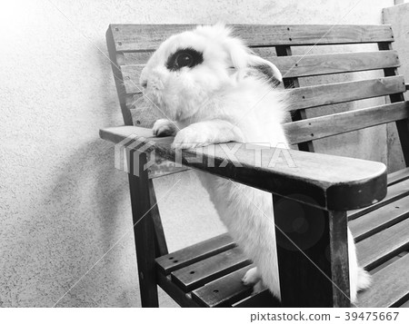 White beautiful funny rabbit standing on a bench. 39475667