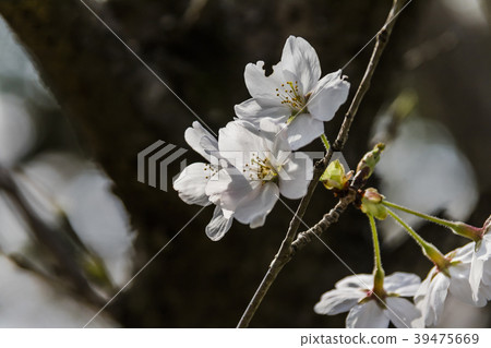 櫻花盛開 櫻花盛開 39475669