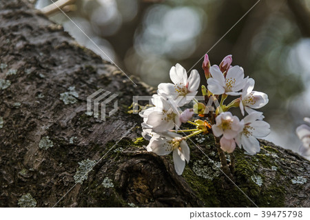 Cherry blossoms Cherry blossoms 39475798